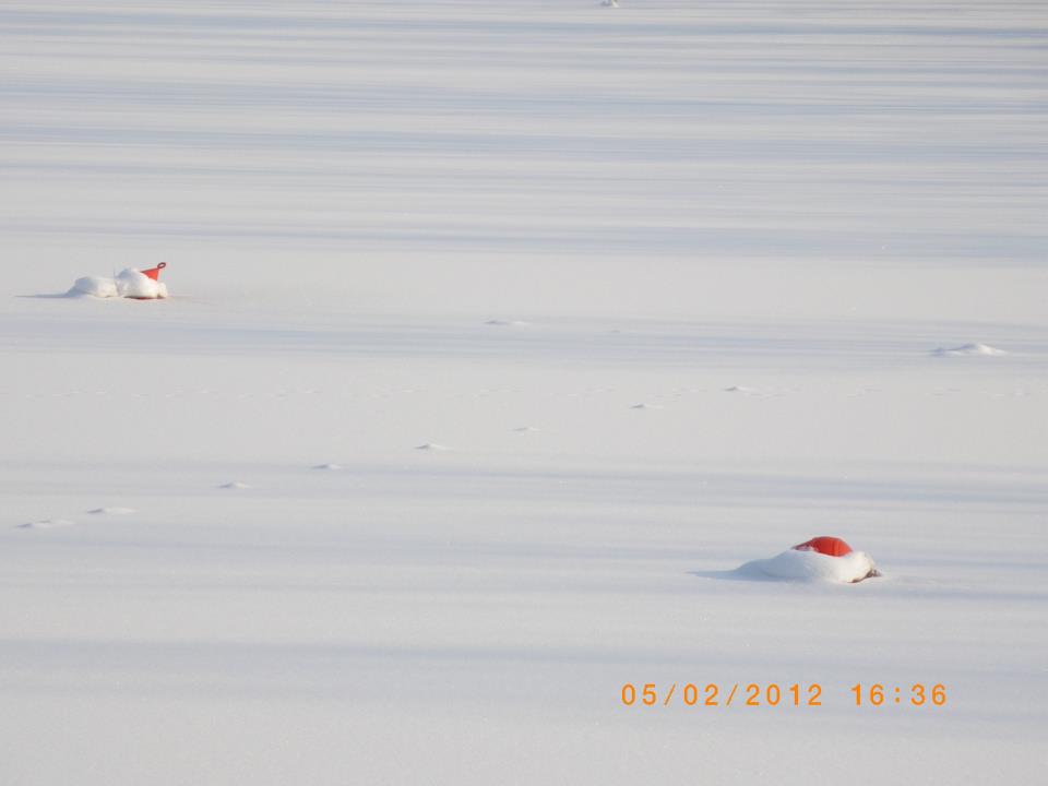 polocanottierimutina